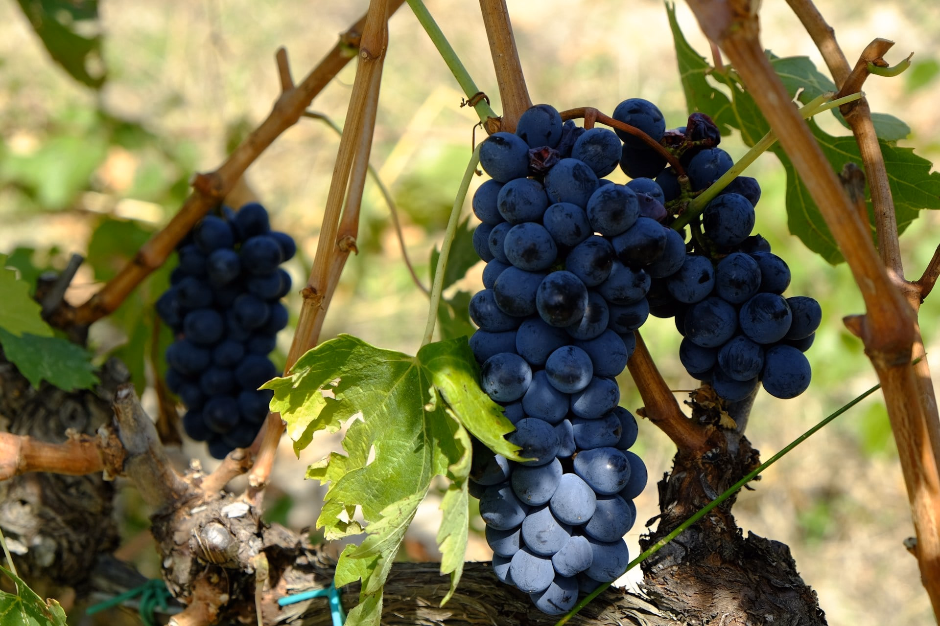 Zoád Wine galéria kép
